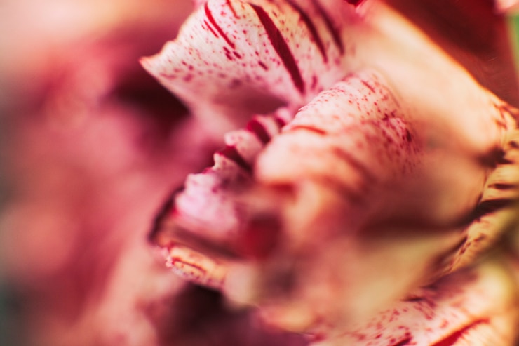 Photo Gratis close-up bunga merah putih