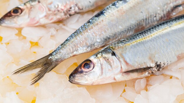 Close-up caballas peces en cubitos de hielo