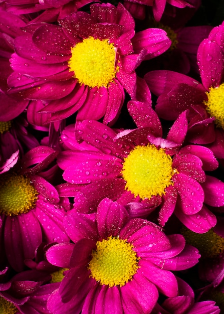 Foto gratuita close-up coloridas flores de primavera