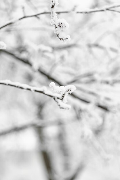 Close-up congelado ramas nevadas con fondo borroso