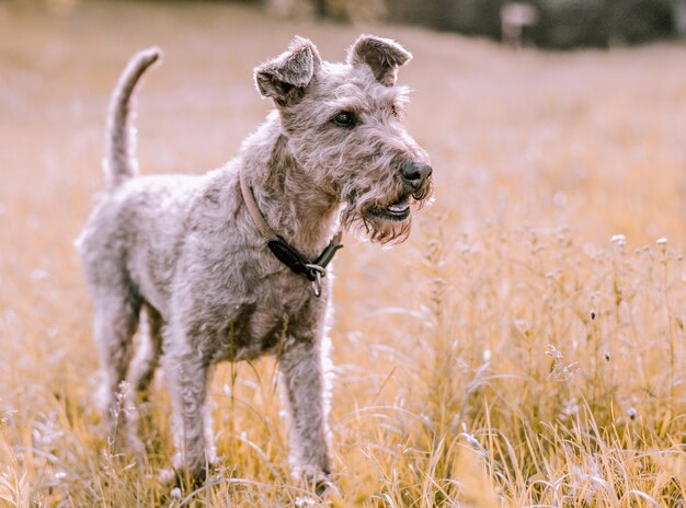 Close-up cute terrier en un campo de hierba