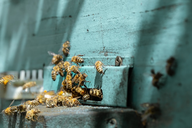 Close-up de un enjambre de abejas en una colmena de madera en un colmenar