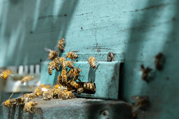 Close-up de un enjambre de abejas en una colmena de madera en un colmenar