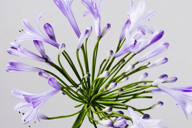 Close up de flor morada