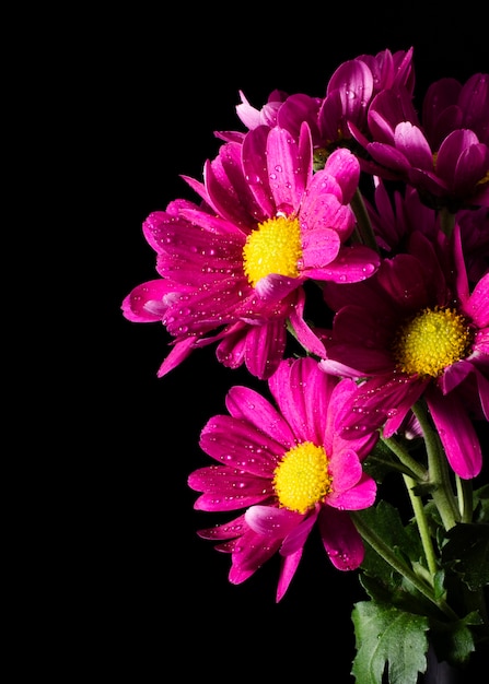 Foto gratuita close-up flor primavera flores