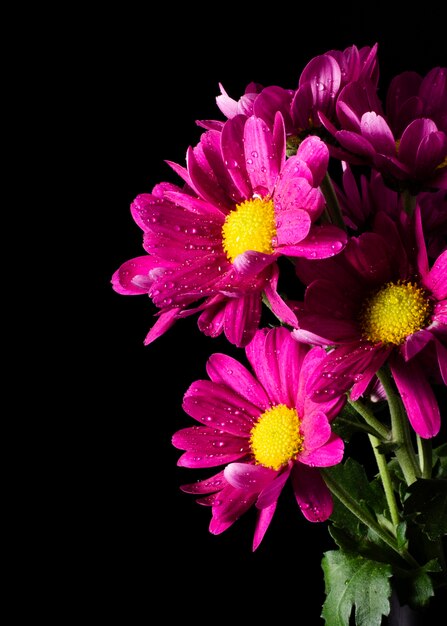 Close-up flor primavera flores