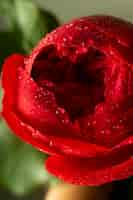 Foto gratuita close-up de flor roja con gotas de agua