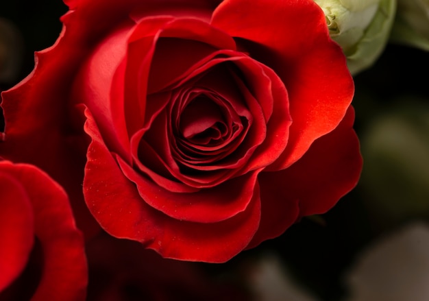 Close-up de flor rosa bellamente florecida