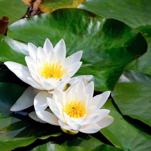 &quot;Close-up de flores blancas en las hojas&quot;