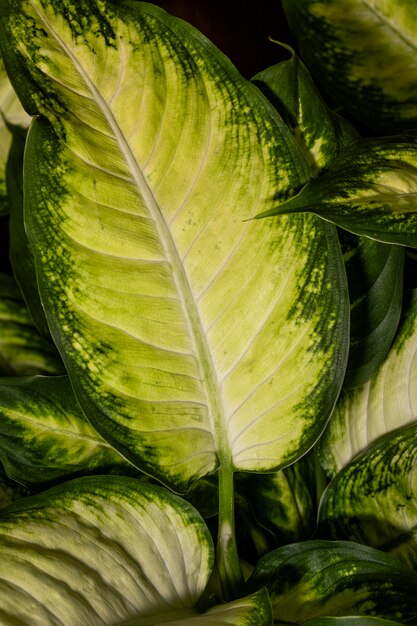 Close-up de follaje vegetal con bordes coloreados