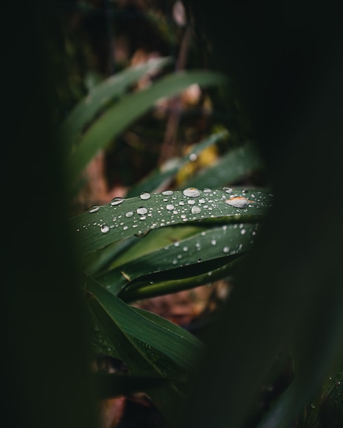 Close-up de gotas de agua sobre las hojas de una planta