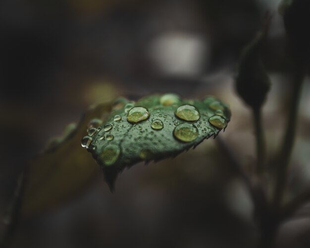 Close-up de gotas de agua sobre las hojas de la planta