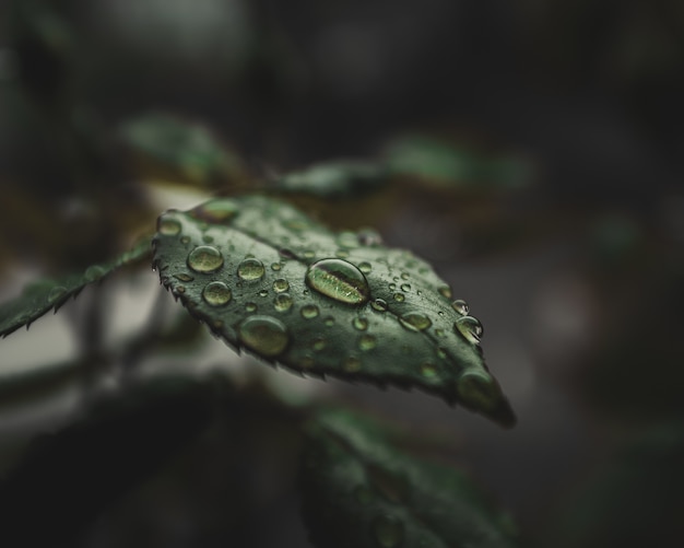 Close-up de gotas de agua sobre las hojas de la planta