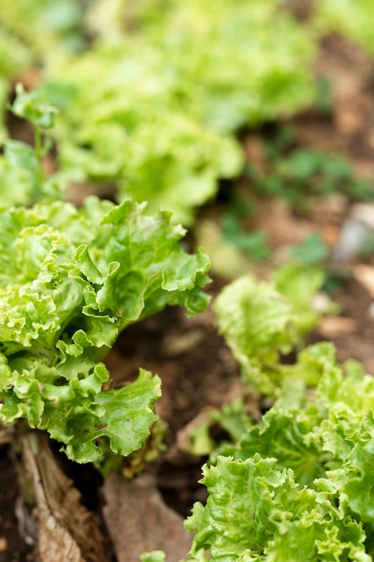 Close-up hermosa ensalada cultivada en el jardín