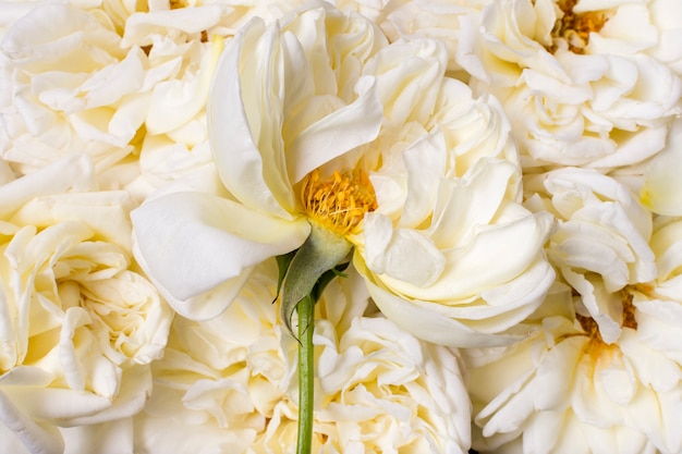 Close-up hermosas rosas blancas