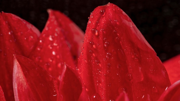 Close-up hermosos pétalos rojos mojados