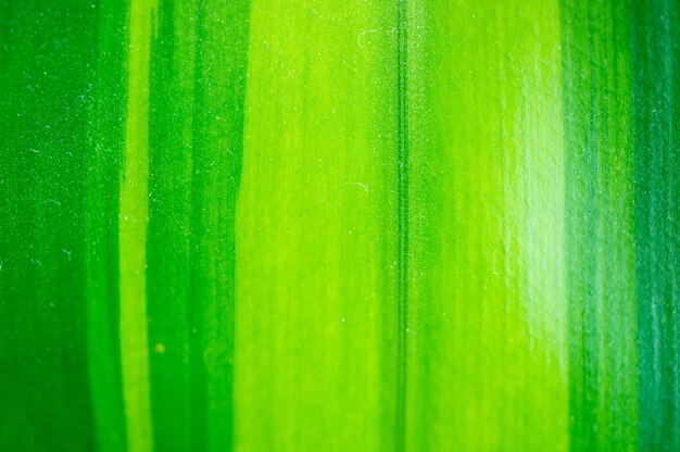 Close-up de una hoja verde de una planta de interior