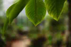 Foto gratuita close-up hojas de árbol de jardín