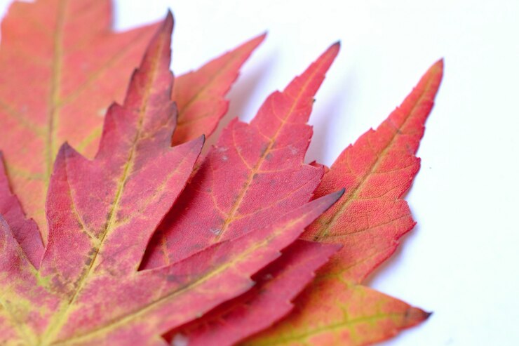 Foto gratuito "close-up hojas de otoño"
