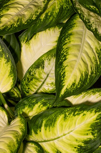 Close-up de hojas de plantas con bordes de colores