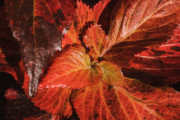 Close-up de hojas de plantas de colores