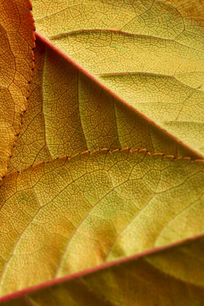 Close-up de hojas verdes y marrones