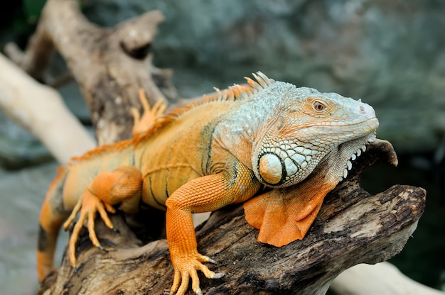 Close-up de una iguana verde macho multicolor