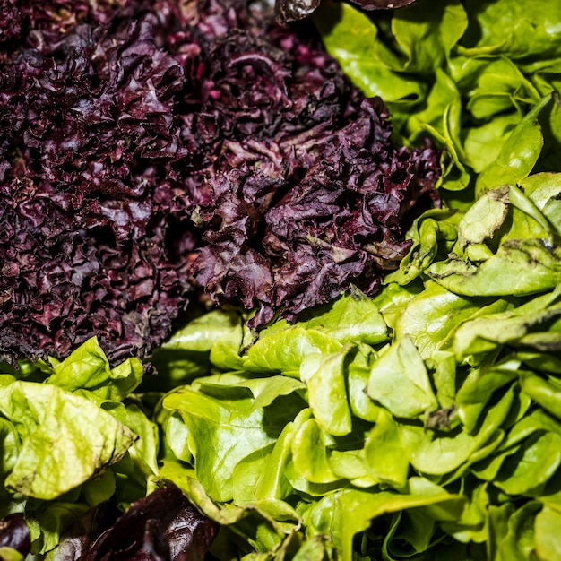 Close-up de lechuga roja y verde