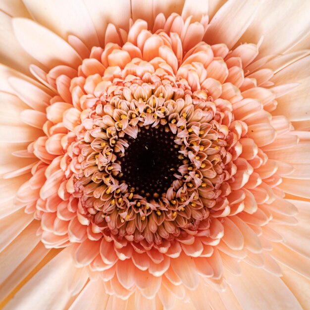 Close-up de macro flor florecida