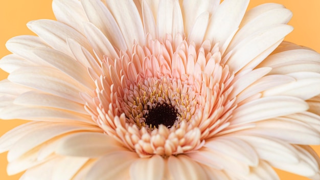 Close-up de macro flor florecida