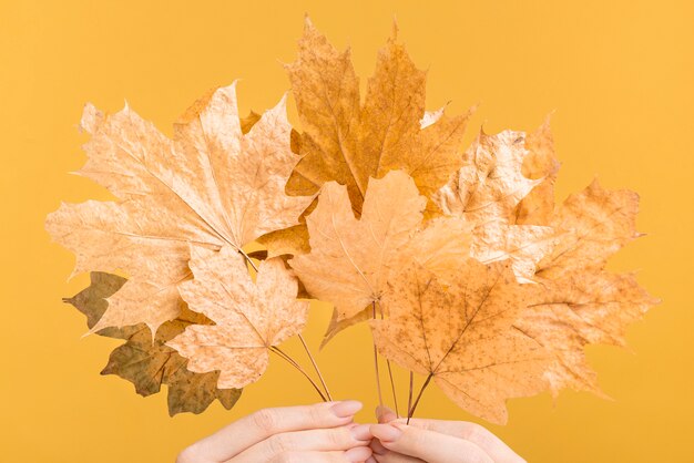Close-up manos sosteniendo hojas amarillas