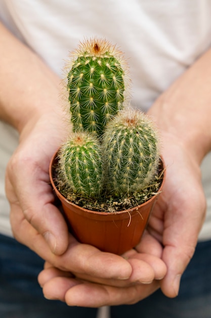 Close-up manos sosteniendo pequeña planta de cactus