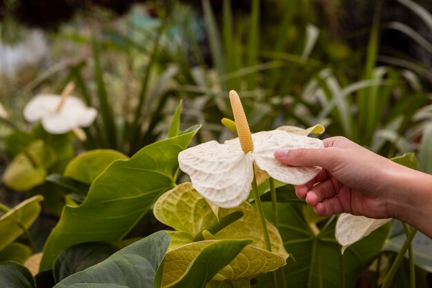 Close-up mujer tocando flores en invernadero