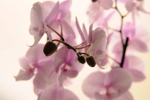 Close-up de orquídeas blancas sobre fondo claro. Phalaenopsis Orquídea rayado aislado. Rosa orquídea en olla sobre fondo blanco. Imagen del amor y la belleza. Fondo natural y elemento de diseño.