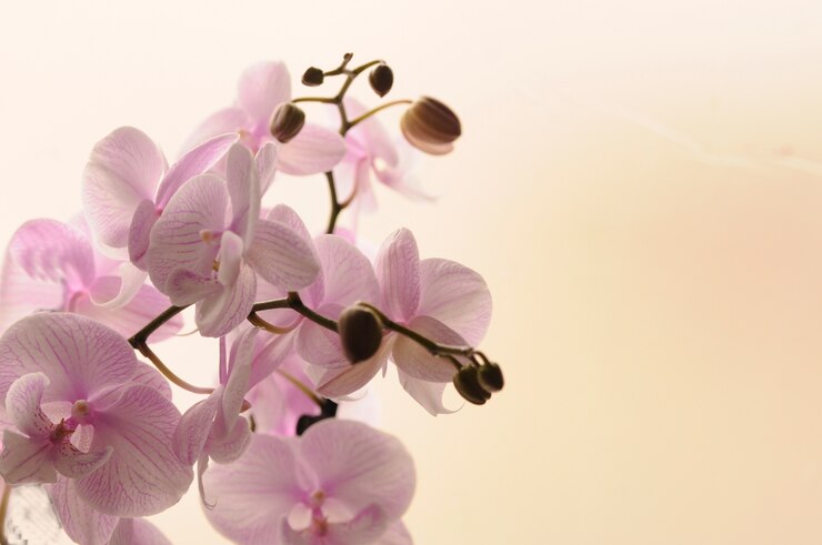 Close-up de orquídeas blancas sobre fondo claro. Phalaenopsis Orquídea rayado aislado. Rosa orquídea en olla sobre fondo blanco. Imagen del amor y la belleza. Fondo natural y elemento de diseño.