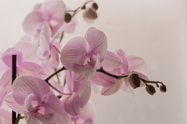 Close-up de orquídeas de color rosa sobre fondo claro de luz. Rosa orquídea en olla sobre fondo blanco. Imagen del amor y la belleza. Fondo natural y elemento de diseño.