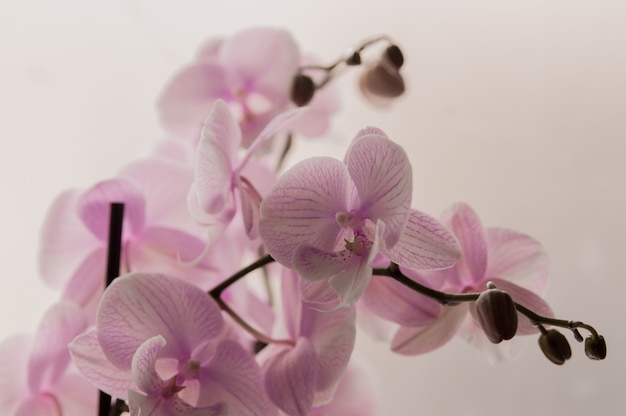 Close-up de orquídeas de color rosa sobre fondo claro de luz. Rosa orquídea en olla sobre fondo blanco. Imagen del amor y la belleza. Fondo natural y elemento de diseño.