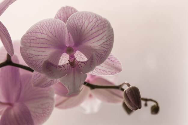 Close-up de orquídeas de color rosa sobre fondo claro de luz. Rosa orquídea en olla sobre fondo blanco. Imagen del amor y la belleza. Fondo natural y elemento de diseño.