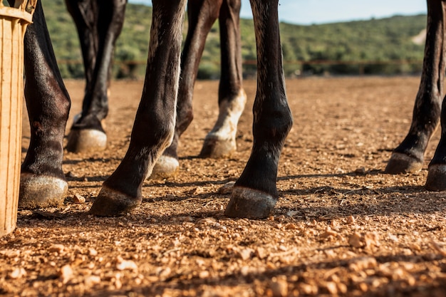 Close-up de patas de un semental de caballos