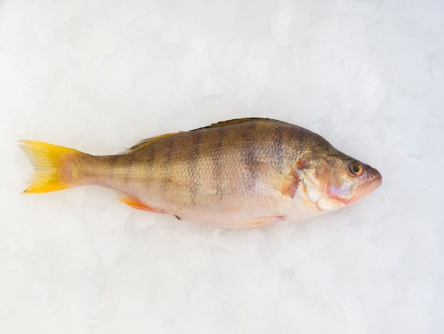 Close-up pescado fresco acostado en cubitos de hielo