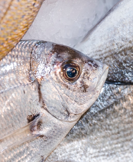 Close-up de pescado fresco en la tienda