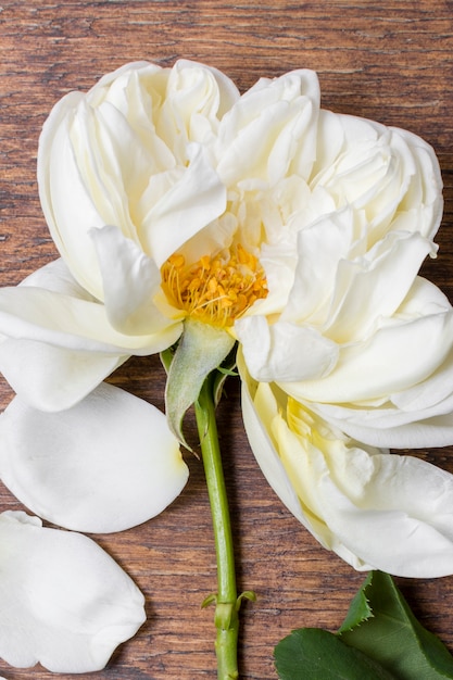 Foto gratuita close-up pétalos de rosas blancas sobre la mesa