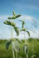 Foto gratuita close-up planta silvestre en pasto