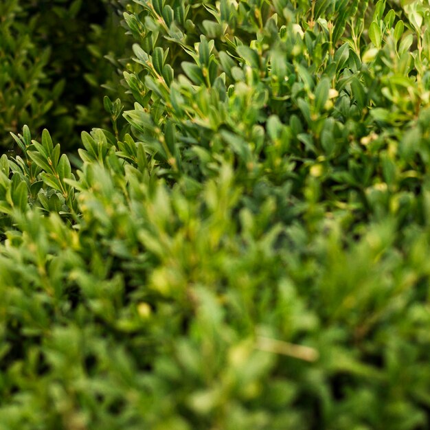 Close-up planta verde hojas