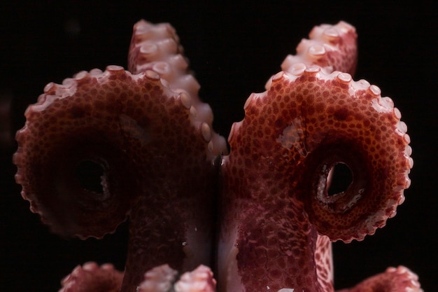 Close-up pulpo fresco en la mesa