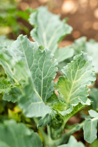 Foto gratuita close-up sabrosa ensalada cultivada en el jardín