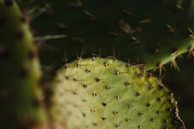 Close-up sharp cactus
