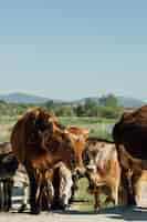 Foto gratuita close-up vacas caminando en camino de tierra