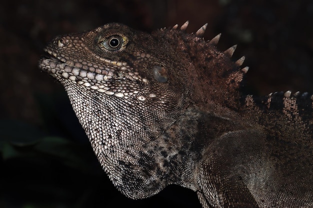 Closeu cabeza Hypsilurus magnus lagarto indonesio