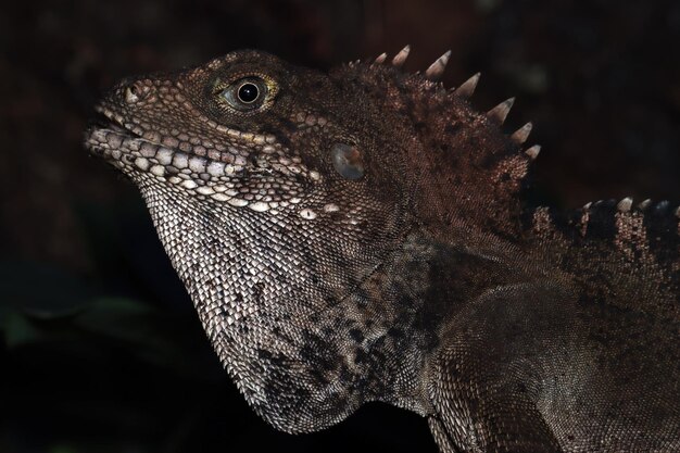 Closeu cabeza Hypsilurus magnus lagarto indonesio